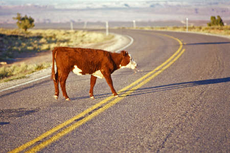 Beef cow crossing highway, open range farming, Monument Valley, UTのeditorial素材