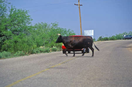 Bull crossing road in front of car, Oracle, AZのeditorial素材