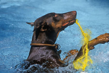 Doberman swimming in pool, NJのeditorial素材
