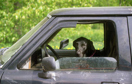 Black hound dog in window of truckのeditorial素材