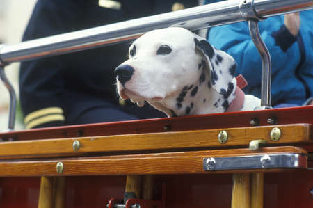 Dalmatian in fire truck, Los Angeles, CAのeditorial素材