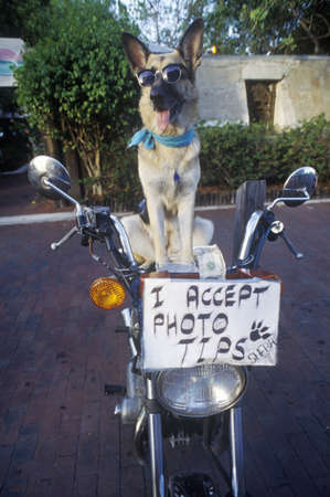 German Shepherd posing for photo, Sunset Pier, Mallory Square, Key West, FLのeditorial素材