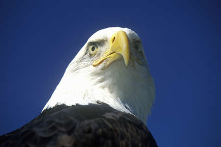 American Bald Eagle, Pigeon Fork, TNのeditorial素材