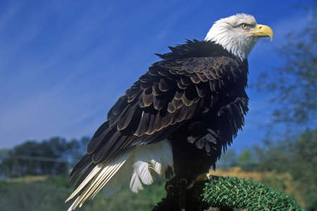 American Bald Eagle, Pigeon Fork, TN