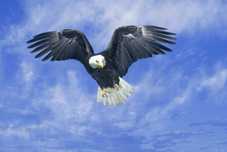 American Bald Eagle, Pigeon Fork, TN