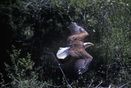 American Bald Eagle  in Flight, Pigeon Fork, TNのeditorial素材