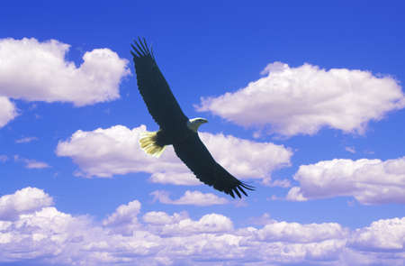 American Bald Eagle  in Flight, Pigeon Fork, TNのeditorial素材