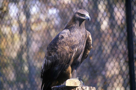 Young Bald Eagle, Land Between Lakes, KY