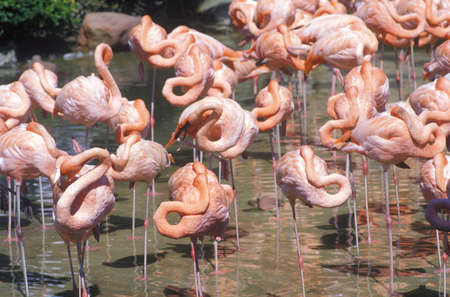 Group of Pink Flamingos in water, Sea World, San Diego, CAのeditorial素材
