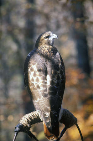 Red Tailed Hawk, Land Between Lakes, KYのeditorial素材