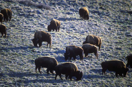 Buffalo grazing at National Bison Range near Dixon MT, Mission Range Mountainsのeditorial素材