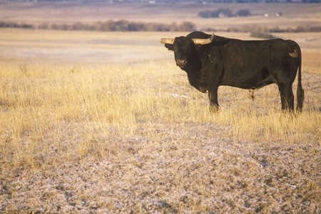 Longhorn Cattle on NE prairieのeditorial素材