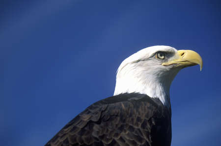 American Bald Eagle, Pigeon Fork, TNのeditorial素材