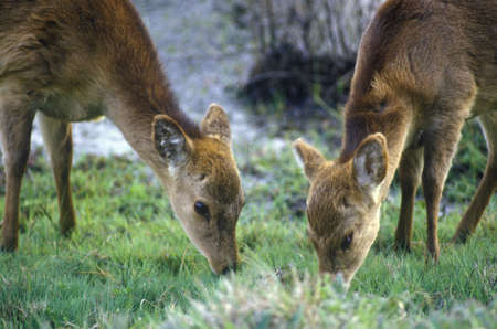 Deer grazing in morning, Assateague National Wildlife Refuge, MDのeditorial素材
