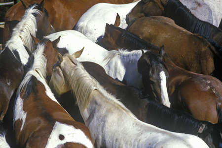 Pen of horses at 65th Annual Inter-Tribal Ceremonial Indian Rodeo, Gallup, NMのeditorial素材