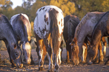 Ponies grazing, Taos, MNのeditorial素材