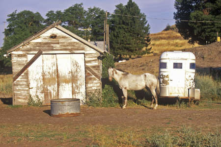 Gray mare in front of barn with horse trailer, WAのeditorial素材