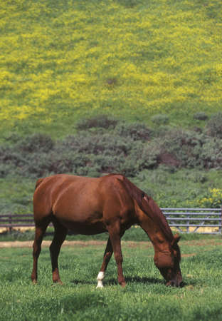Arabian mare, Spring field, Ojai, CAのeditorial素材