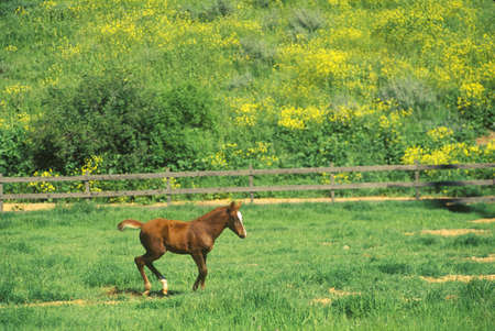 Arabian Colt in Spring field, Ojai, CAのeditorial素材
