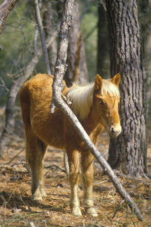Wild pony, Assateague Wildlife refuge, VAのeditorial素材