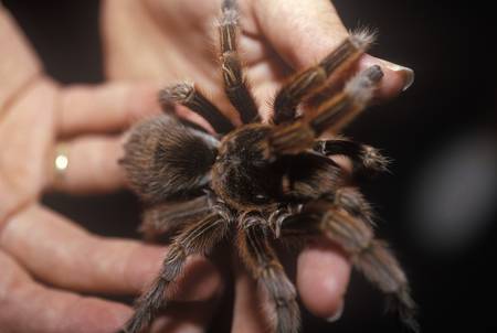 Brown tarantula, Sarasota, FL, Hands on Science Museum