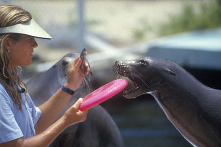 Close-up of trainer and sea lion with Frisbee, Theatre of the Sea, Islamorada Key, FLのeditorial素材