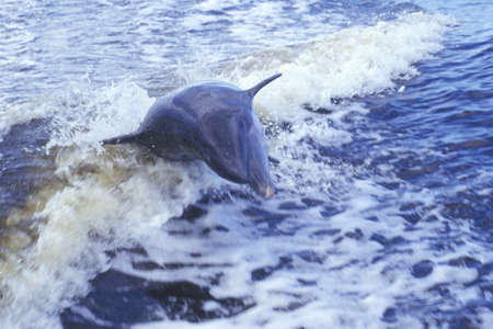 Dolphin playing in water, Everglades National Park, 10,000 Islands, FLのeditorial素材
