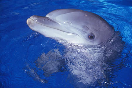 Trained Dolphin, Magic Mountain, Los Angeles, CAのeditorial素材