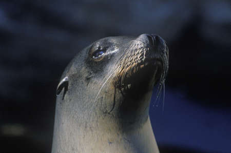 Close-up of seal, Sea World, San Diego, CAのeditorial素材