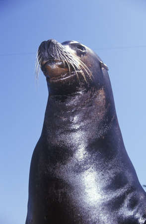 Close-up of Sea Lion, Magic Mountain, Los Angeles, CAのeditorial素材