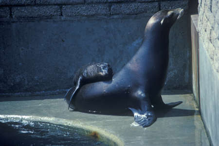 Seal and baby in zooのeditorial素材