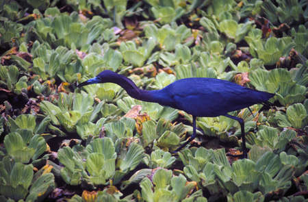 Blue Heron in Everglades with water lilies, FLのeditorial素材