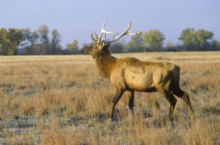 Lone Elk at sunrise, Niobrara National Wildlife Refuge, NEのeditorial素材