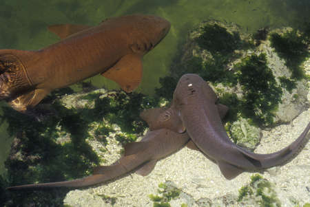 Nurse Sharks, Islamorada Key, FL Theater of the Seaのeditorial素材