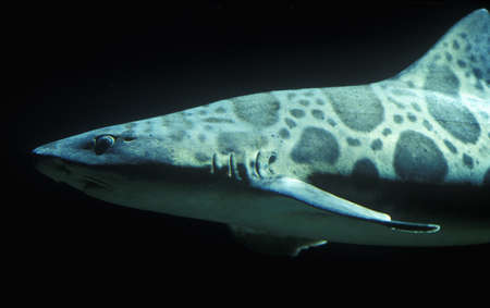 Shark, Monterey Aquarium, Monterey, CAのeditorial素材