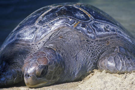 Sea Turtle, Sea World, San Diego, CA
