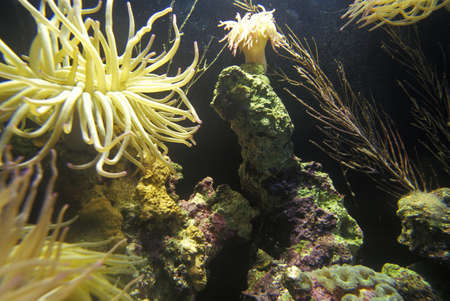 Sea Anemones at Monterey Aquarium, Monterey, CAのeditorial素材