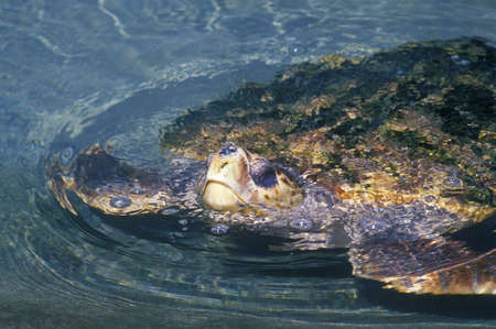 Sea Turtle, Sea World, San Diego, CAのeditorial素材