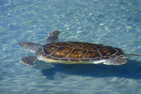 Sea Turtle, Sea World, San Diego, CAのeditorial素材
