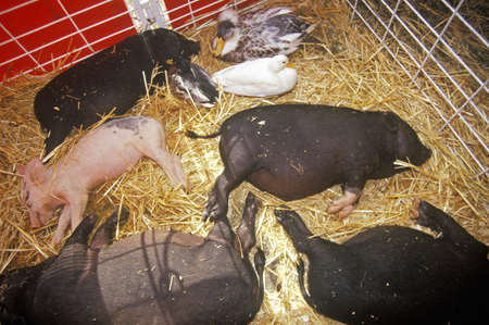 Piglets asleep in hay at petting zoo, Los Angeles County Fair, Pomona, CAのeditorial素材