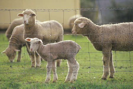Sheep and lambs in farmyard, Springのeditorial素材