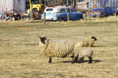 Sheep and lambs in farmyard, DEのeditorial素材