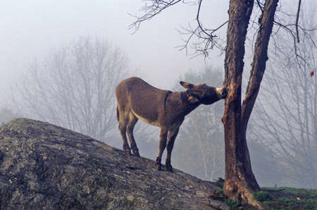 Donkey on hill with a tree in fog near Great Barrington, MSのeditorial素材