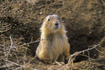 Prairie dogs, Prairie Dog Town, State Monument, Greycliff, MTのeditorial素材