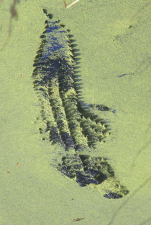 American Alligator, Hunting Island, SC, Alligator Mississippietesのeditorial素材