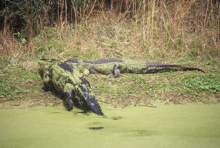 American Alligator, Hunting Island, SC, Alligator Mississippietesのeditorial素材