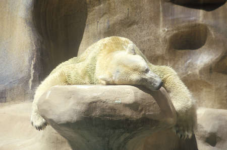 Polar Bear napping at San Diego  Zoo, CA, Ursusmaritmiusのeditorial素材