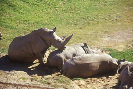 Rhinoceros sunning at San Diego Zoo, CAのeditorial素材