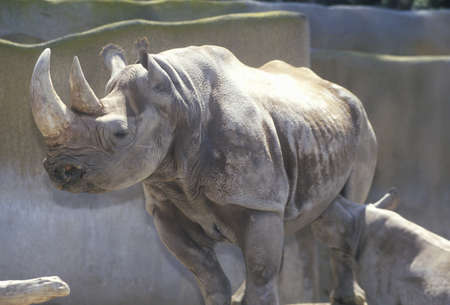 Rhinoceros with baby, San Diego Zoo, CAのeditorial素材