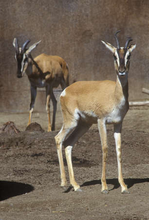 Nubian Soemmering's Gazelle, San Diego Zoo, CA, Gazella soemmeringi のeditorial素材
